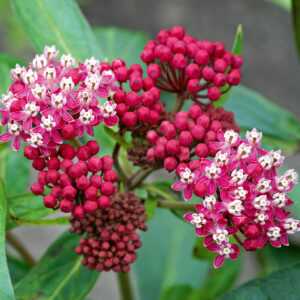 Asclepias 'Soulmate'