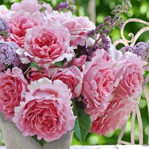 Kletter-Rose 'Bienvenue®'