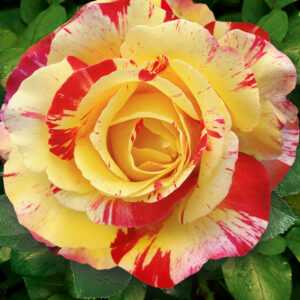 Maler-Rose® 'Camille Pissarro®'