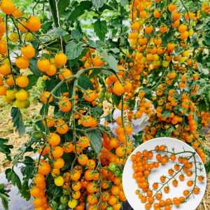 Snack-Tomate 'Perlino gelb'