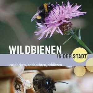 Wildbienen in der Stadt