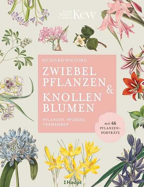 Zwiebelpflanzen & Knollenblumen