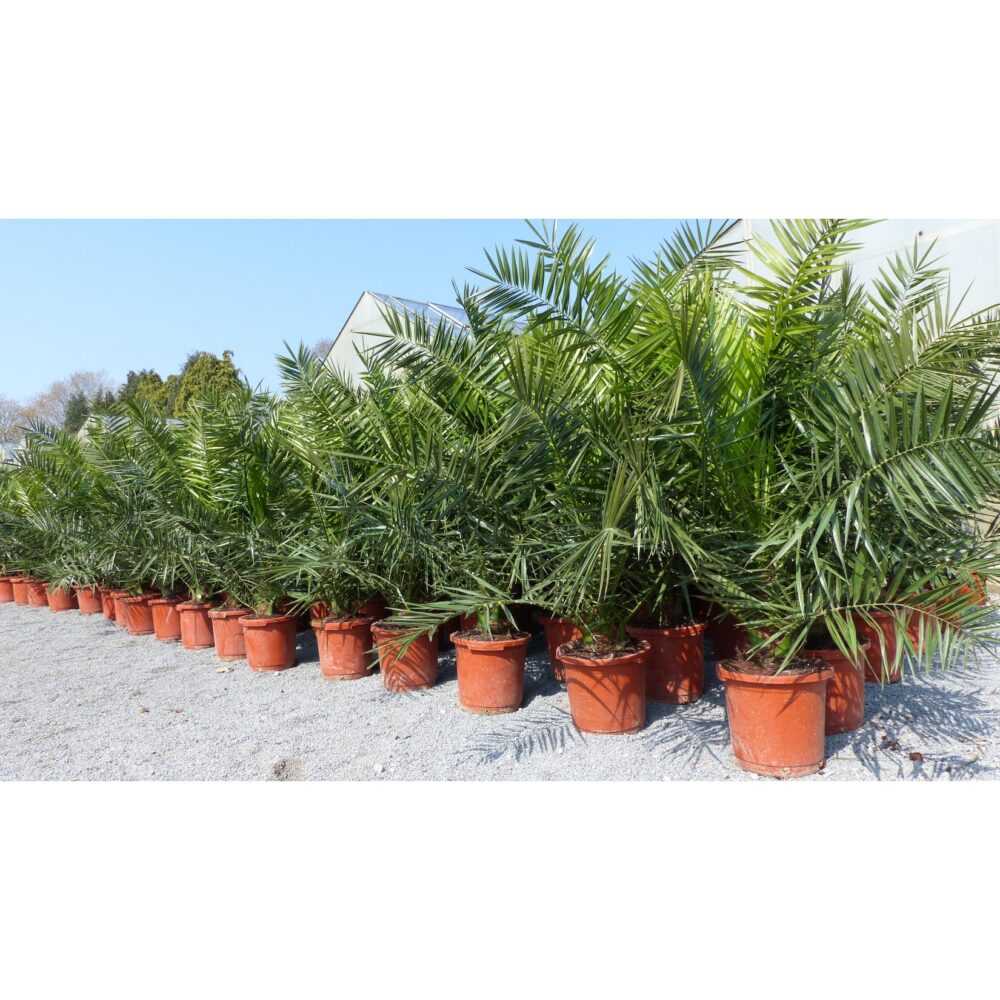 2 Stück Palme XXL 180 cm Phoenix canariensis, kanarische Dattelpalme, winterhart