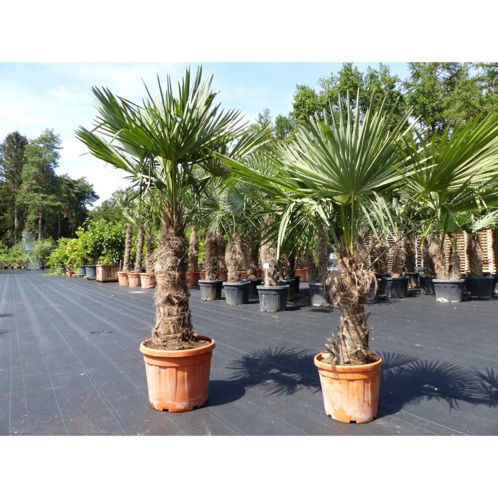 2 Stück im Palmenset Trachycarpus fortunei dicke Stämme 220 cm Hanfpalme, winterharte Palme bis -18°C