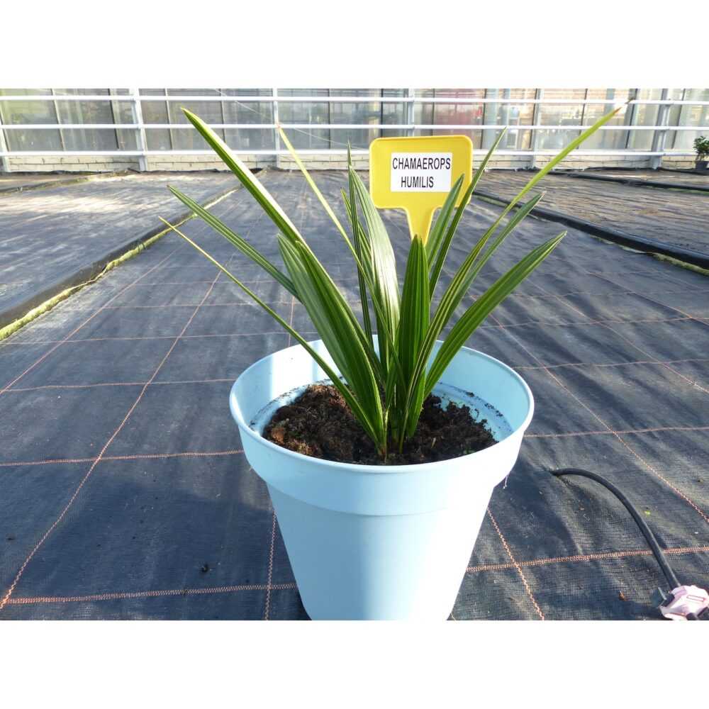 Palme 40 - 45 cm chamaerops - Humilis, Europäische Zwergpalme winterhart bis -14°C