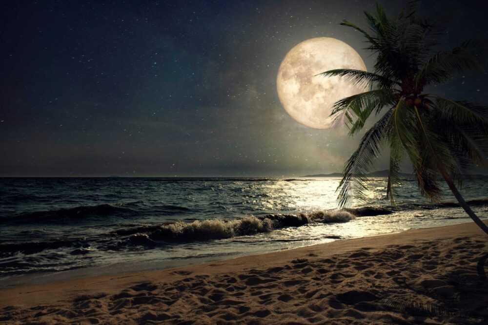 Papermoon Fototapete "STRAND-NATUR PALMEN MEER DÜNEN MOND PALME LANDSCHAFT"