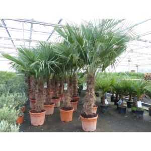 Trachycarpus Fortunei Palme , winterhart 220 - 250 cm