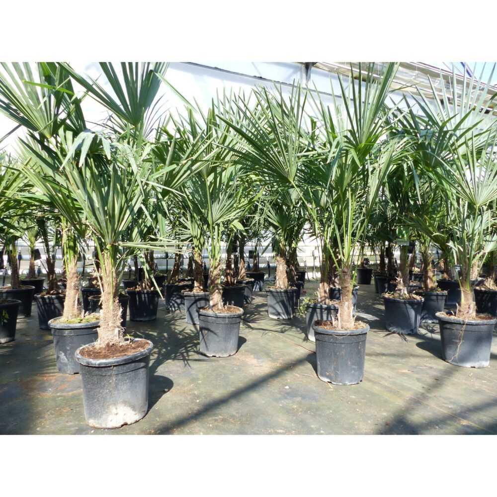 Trachycarpus fortunei 140 cm Palme Hanfpalme, winterhart bis -18°C