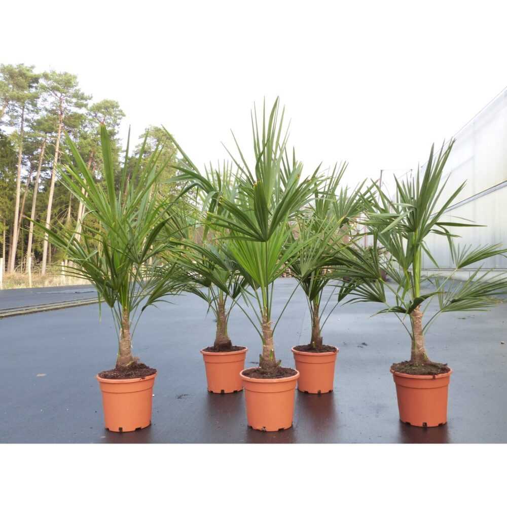 Trachycarpus fortunei 160 cm Palme Hanfpalme, winterhart bis -18°C