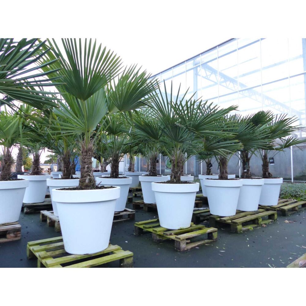 XXL Palme winterhart inkl. Pflanzkübel weiß, 160 - 190 cm Trachycarpus fortunei, Hanfpalme, Top-Qualität