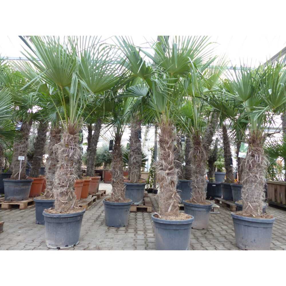 XXXXL 210 - 230 cm Trachycarpus fortunei Hanfpalme, winterharte Palme bis -18°C