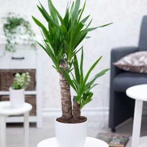 Yucca Palme ca. 65-75 cm hoch