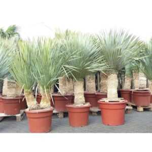 Yucca Rostrata Palme 150 - 160 cm, Stamm 50 - 60 cm winterhart