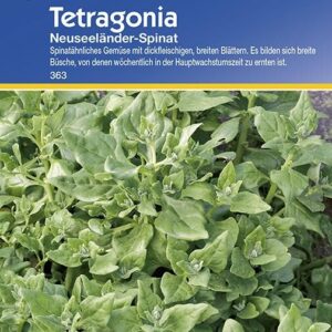 Neuseeländer Spinat Tetragonia