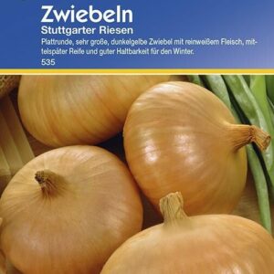 Zwiebeln Stuttgarter Riesen | bewährte