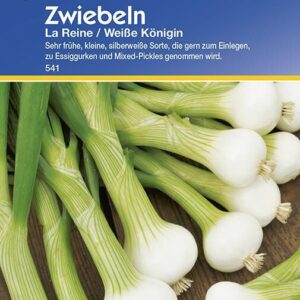 Zwiebeln La Reine Weisse Königin