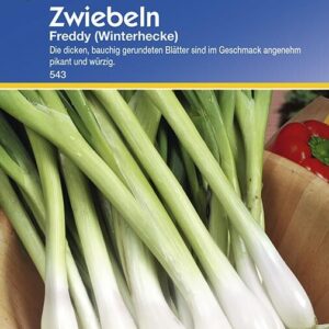 Zwiebeln Freddy (Winterhecke) | „Ewige Zwiebel“ | völlig winterhart | vitaminreiches Zwiebellaub