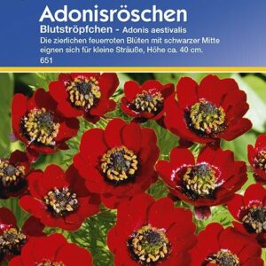 Adonis Adonisröschen Blutströpfchen