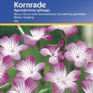 Agrostemma githago Kornrade