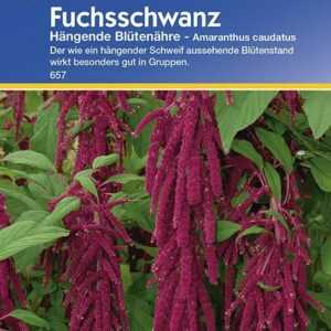 Amaranthus Fuchsschwanz hängend rot