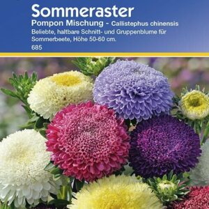 Callistephus Aster Pompon-Aster Mischung