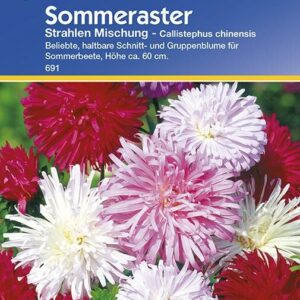 Callistephus Aster Strahlen-Aster Mischung