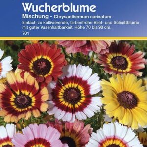 Chrysanthemum carinatum Wucherblume Mischung