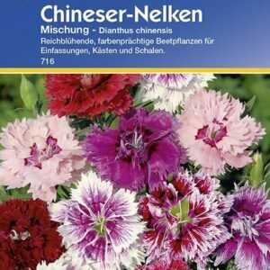 Dianthus Chineser-Nelken Mischung