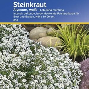 Steinkraut Alyssum weiss