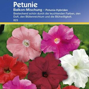 Petunie Balkon-Mischung | besticht durch leuchtende Farben Duft und Blütenreichtum | Schnittblume