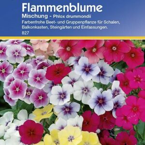 Flammenblume Mischung