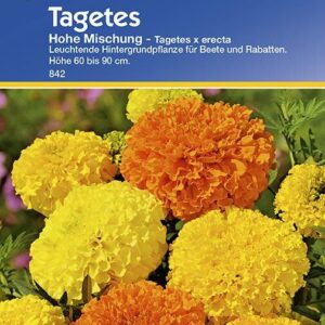 Tagetes erecta hohe Mischung