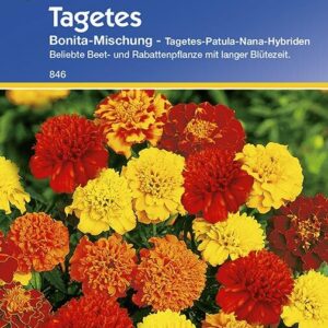 Tagetes patula niedrige Studentenblume Bonita-Mischung