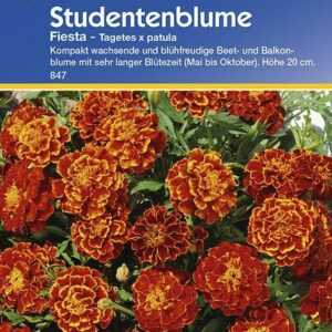 Studentenblume Fiesta (Tagetes patula)