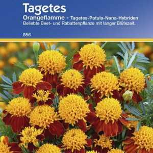 Tagetes patula Orangeflamme gefüllt