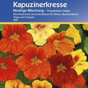 Tropaeolum majus Kapuzinerkresse niedrige Mischung