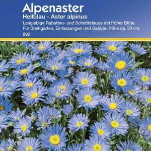 Alpenaster hellblau