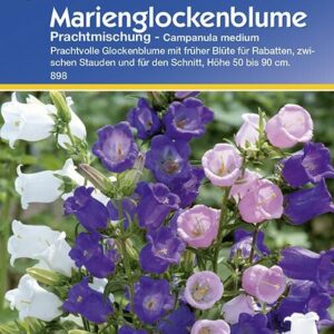 Campanula medium Marienglockenblume Prachtmischung