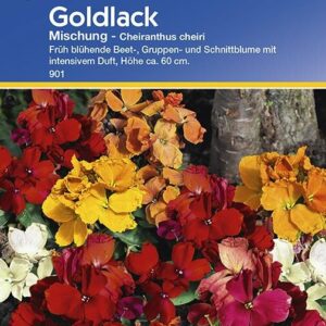 Goldlack Mischung (Cheiranthus cheirii)