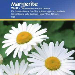 Margerite weiß