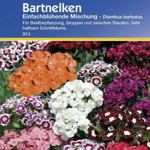 Dianthus barbatus Bartnelken einfach blühende Mischung
