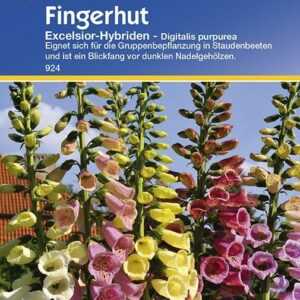 Digitalis purpurea Fingerhut Excelsior-Hybriden