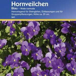 Hornveilchen blau