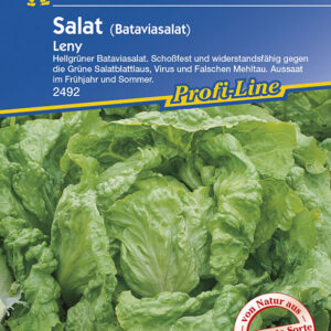 Salat Bataviasalat Leny grün resistent
