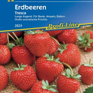 Erdbeeren Tresca große aromatische Früchte