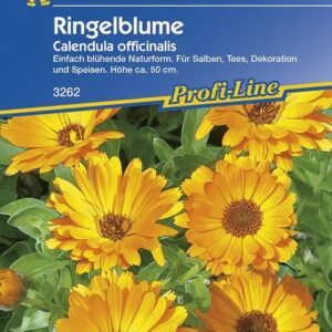 Ringelblumen Heilkraut Calendula officinalis für Tee- und Salbenzubereitung