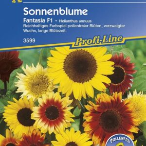 Sonnenblume Fantasia F1