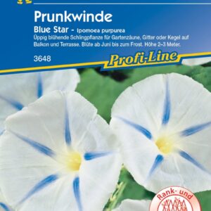 Ipomoea purpurea Prunkwinde Blue Star hellblau gesternt