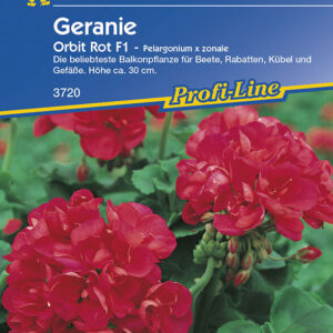 Pelargonium zonale Geranien rot