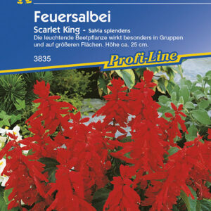 Salvia splendens Feuersalbei Scarlet King rot